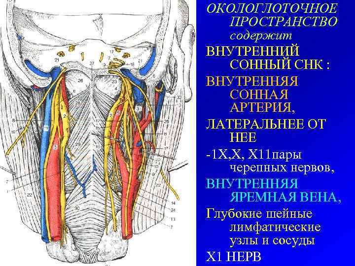 ОКОЛОГЛОТОЧНОЕ ПРОСТРАНСТВО содержит ВНУТРЕННИЙ СОННЫЙ СНК : ВНУТРЕННЯЯ СОННАЯ АРТЕРИЯ, ЛАТЕРАЛЬНЕЕ ОТ НЕЕ -1