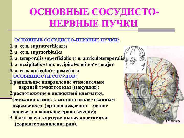    ОСНОВНЫЕ СОСУДИСТО-   НЕРВНЫЕ ПУЧКИ  ОСНОВНЫЕ СОСУДИСТО-НЕРВНЫЕ ПУЧКИ: 1.