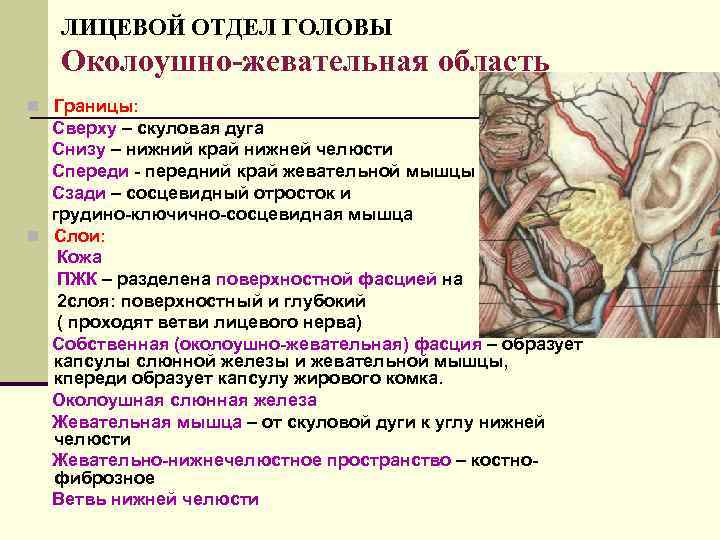 Ложе околоушной слюнной железы и окологлоточное пространство на горизонтальном распиле схема