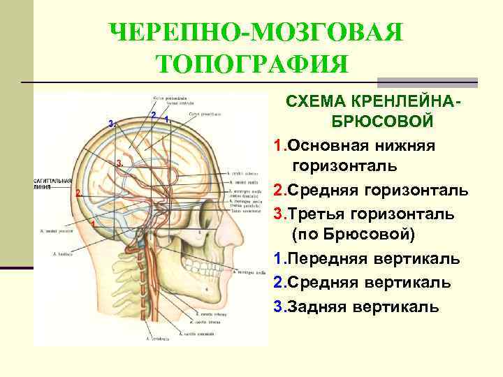 ЧЕРЕПНО-МОЗГОВАЯ  ТОПОГРАФИЯ  СХЕМА КРЕНЛЕЙНА-   БРЮСОВОЙ   1. Основная нижняя