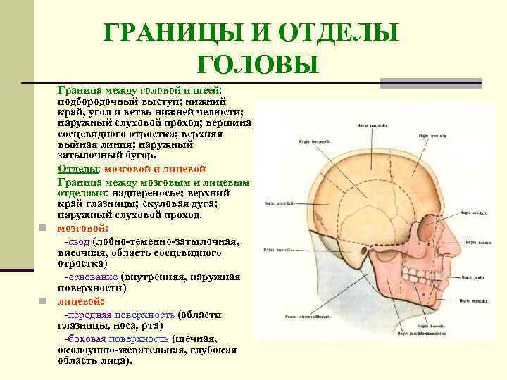    ГРАНИЦЫ И ОТДЕЛЫ    ГОЛОВЫ  Граница между головой