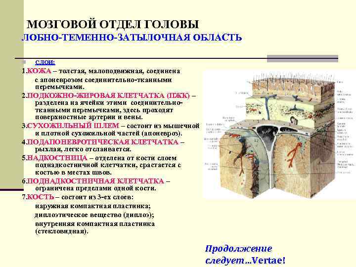   МОЗГОВОЙ ОТДЕЛ ГОЛОВЫ ЛОБНО-ТЕМЕННО-ЗАТЫЛОЧНАЯ ОБЛАСТЬ n  СЛОИ: 1. КОЖА – толстая,