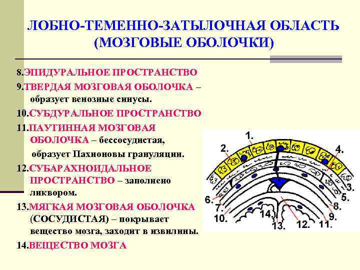  ЛОБНО-ТЕМЕННО-ЗАТЫЛОЧНАЯ ОБЛАСТЬ   (МОЗГОВЫЕ ОБОЛОЧКИ) 8. ЭПИДУРАЛЬНОЕ ПРОСТРАНСТВО 9. ТВЕРДАЯ МОЗГОВАЯ ОБОЛОЧКА