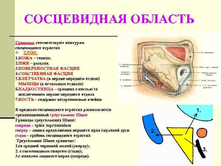   СОСЦЕВИДНАЯ ОБЛАСТЬ Границы: соответствуют контурам сосцевидного отростка n СЛОИ: 1. КОЖА –