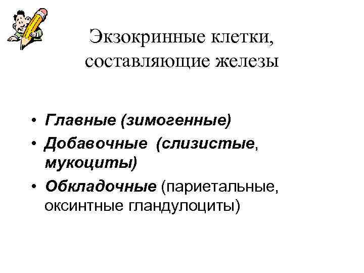   Экзокринные клетки,  составляющие железы  • Главные (зимогенные) • Добавочные (слизистые,