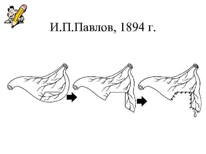 И. П. Павлов, 1894 г. 