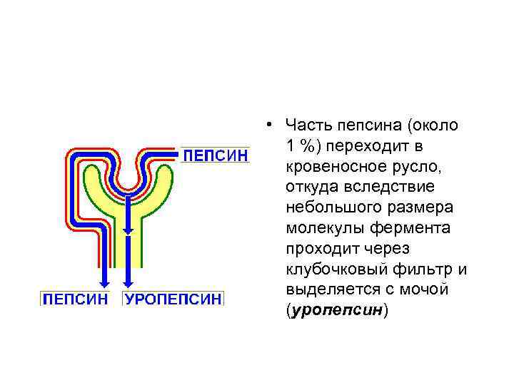 • Часть пепсина (около  1 %) переходит в  кровеносное русло, откуда