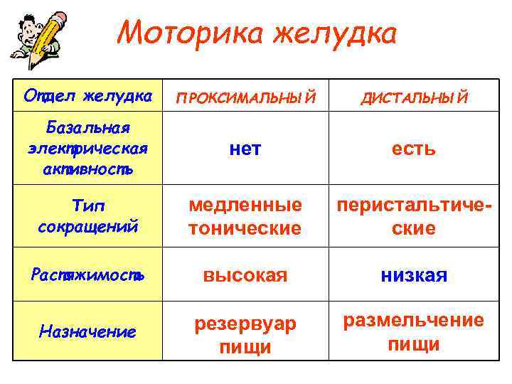    Моторика желудка Отдел желудка  ПРОКСИМАЛЬНЫЙ ДИСТАЛЬНЫЙ  Базальная электрическая 