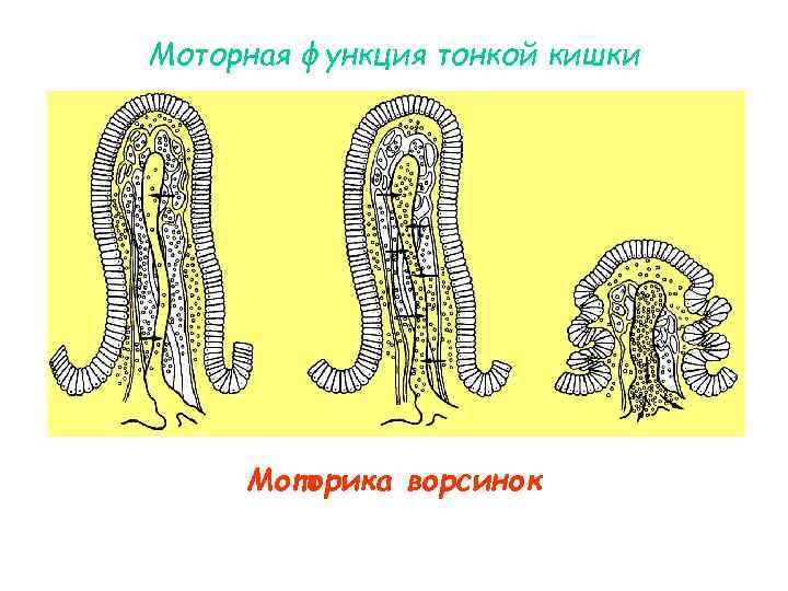 Моторная функция тонкой кишки Моторика ворсинок Моторная функция тонкой кишки Моторика ворсинок
