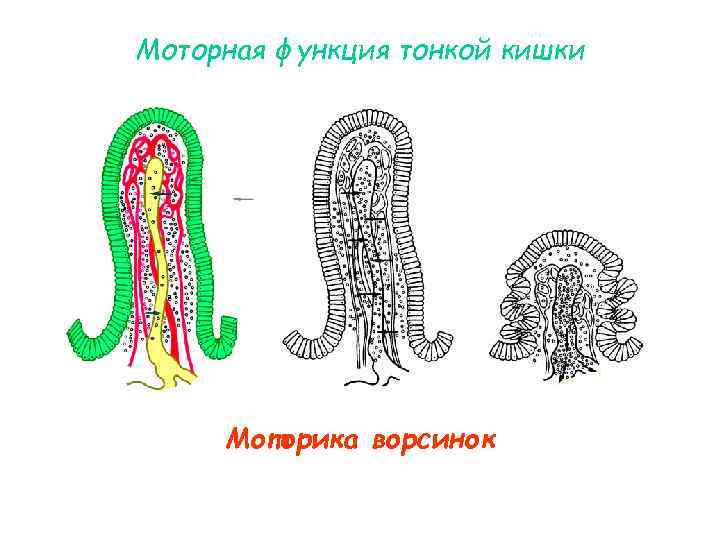 Моторная функция тонкой кишки Моторика ворсинок Моторная функция тонкой кишки Моторика ворсинок