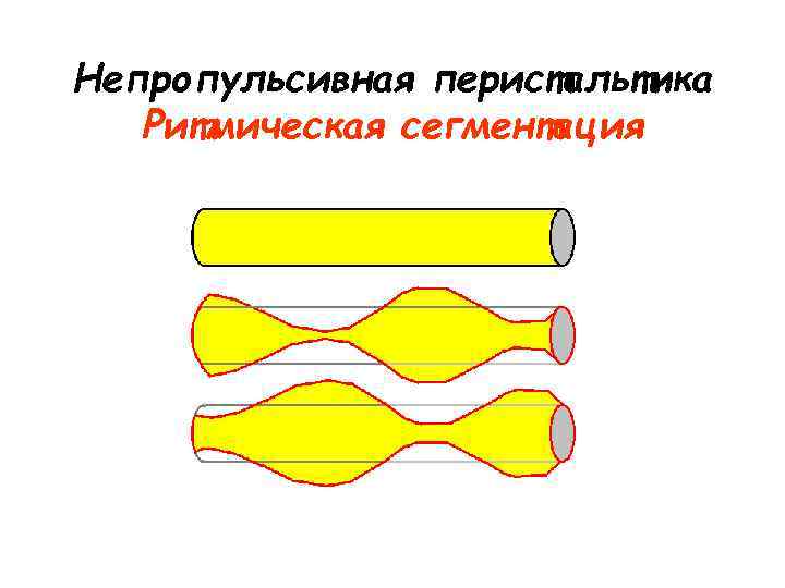Непропульсивная перистальтика Ритмическая сегментация Непропульсивная перистальтика Ритмическая сегментация