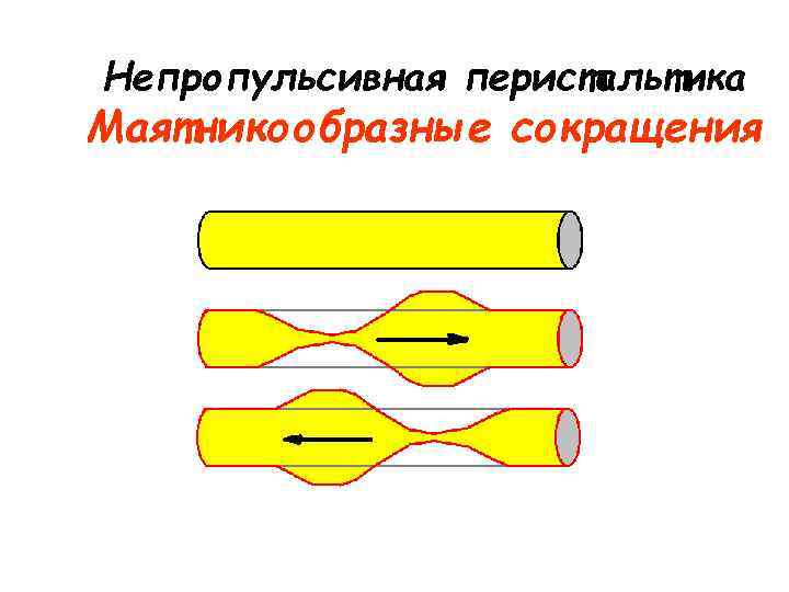 Непропульсивная перистальтика Маятникообразные сокращения Непропульсивная перистальтика Маятникообразные сокращения