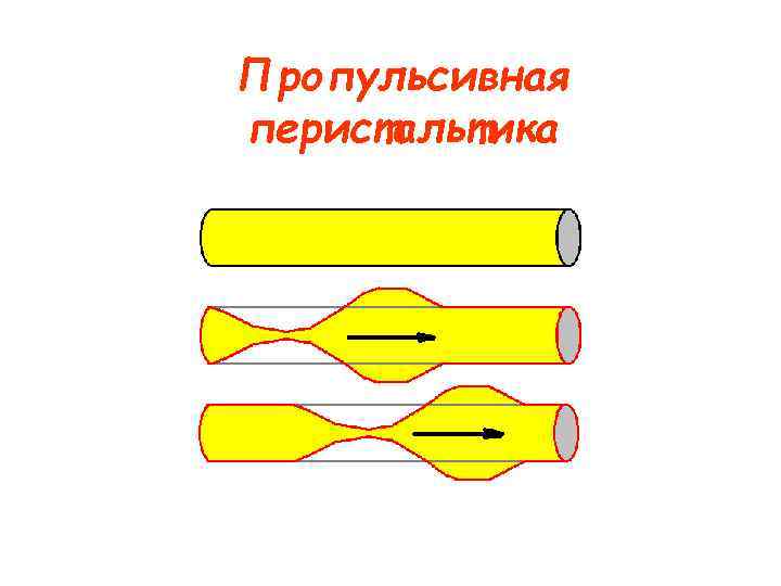 Пропульсивная перистальтика Пропульсивная перистальтика