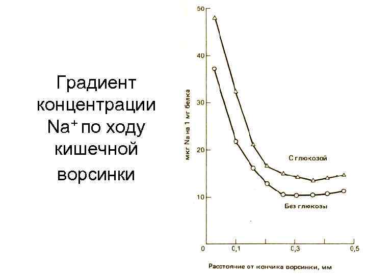  Градиент концентрации Na+ по ходу  кишечной  ворсинки 