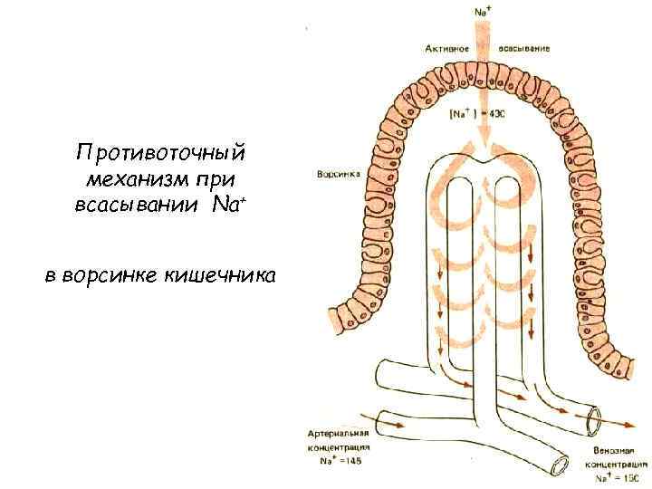  Противоточный  механизм при  всасывании Na+  в ворсинке кишечника 