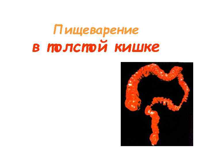  Пищеварение в толстой кишке 