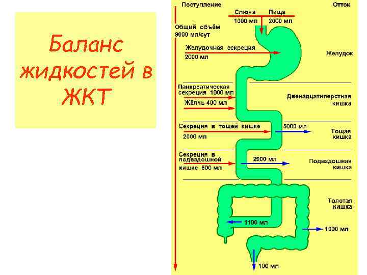  Баланс жидкостей в  ЖКТ 
