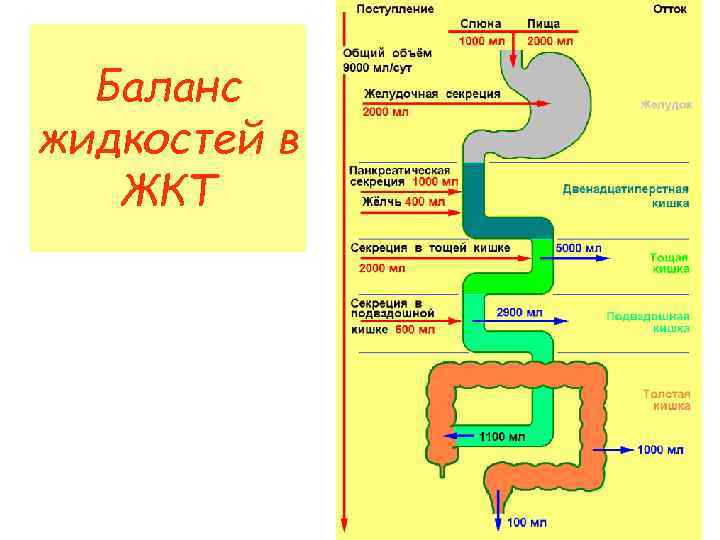 Баланс жидкостей в  ЖКТ 
