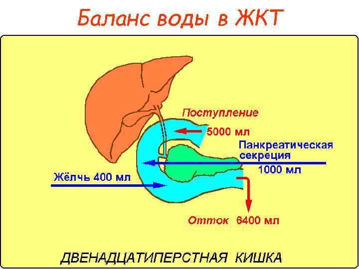 Баланс воды в ЖКТ 