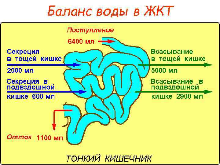 Баланс воды в ЖКТ 