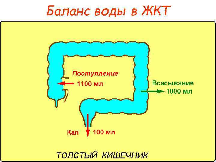 Баланс воды в ЖКТ 