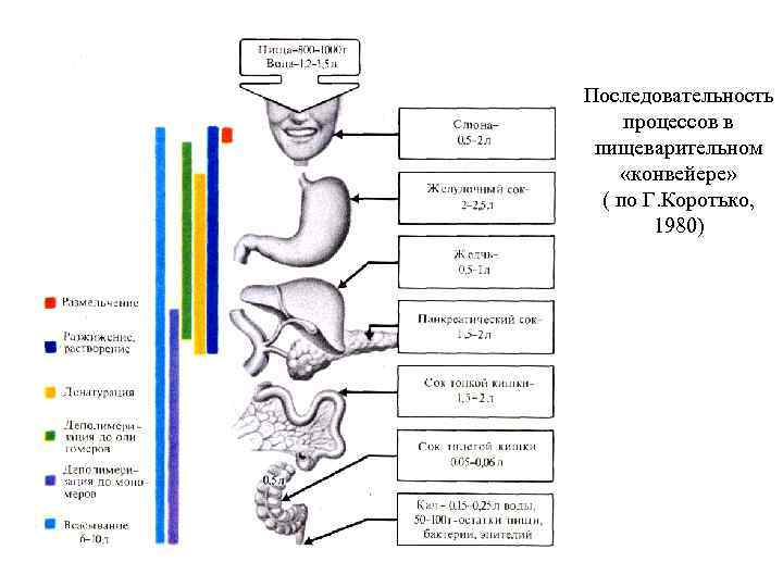 Последовательность  процессов в  пищеварительном  «конвейере» ( по Г. Коротько,  1980)