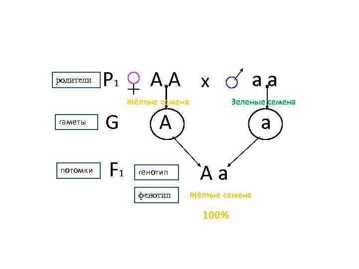 родители  Р 1  АА х     аа  