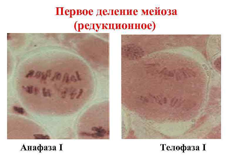   Первое деление мейоза  (редукционное) Анафаза I    Телофаза I