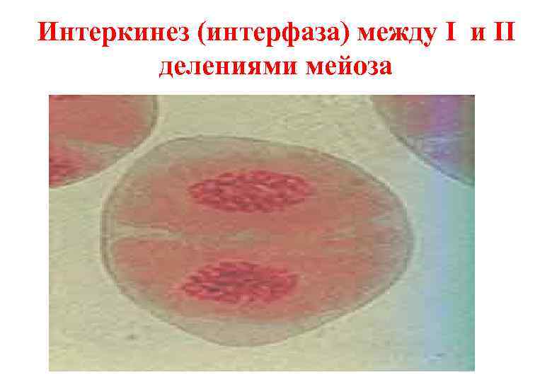 Интеркинез (интерфаза) между I и II   делениями мейоза 