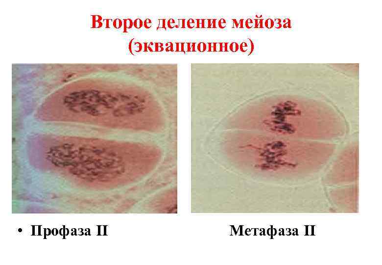    Второе деление мейоза   (эквационное) • Профаза II  