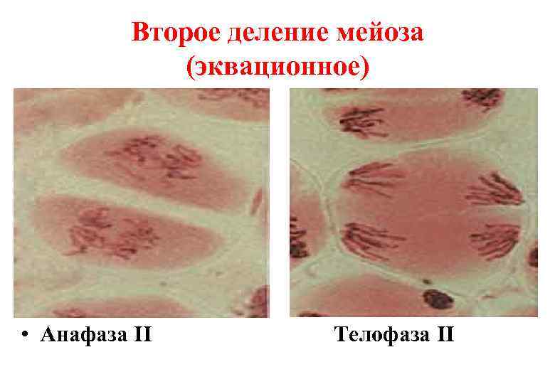    Второе деление мейоза   (эквационное) • Анафаза II  