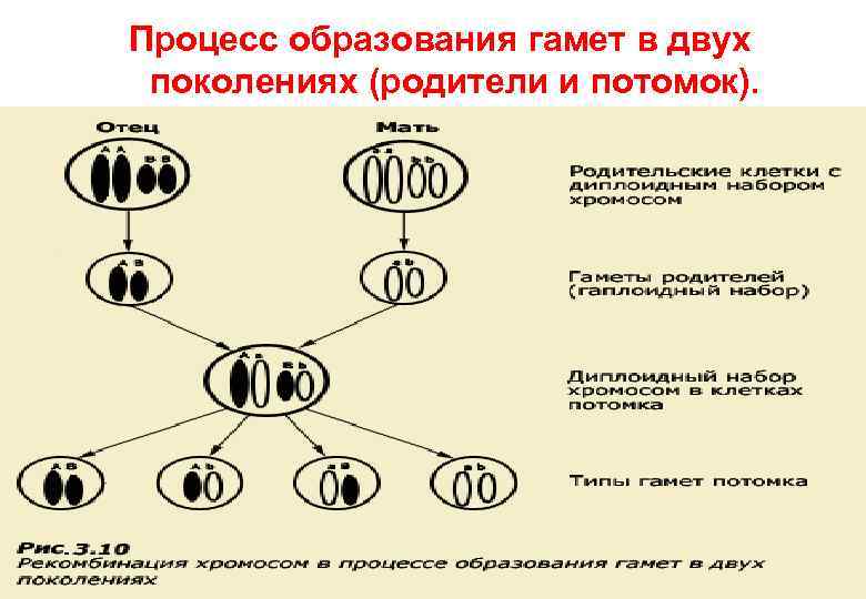 Процесс образования гамет в двух  поколениях (родители и потомок).    30