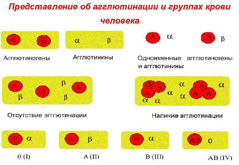 Представление об агглютинации и группах крови    человека 