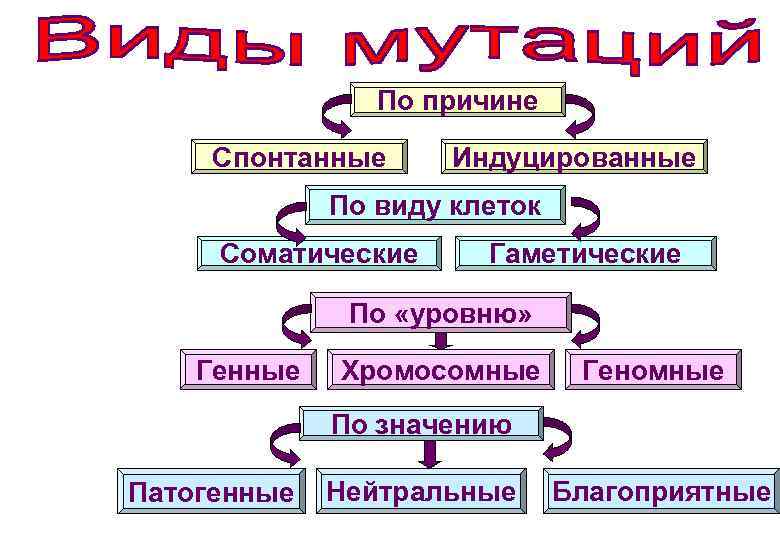     По причине  Спонтанные Индуцированные   По виду клеток