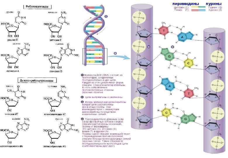 пиримидины пурины     7 