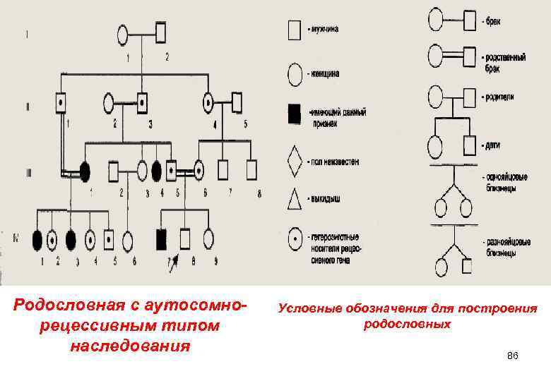 Родословная с аутосомно-  Условные обозначения для построения  рецессивным типом   родословных