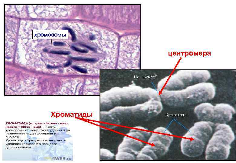 хромосомы    центромера   Хроматиды 