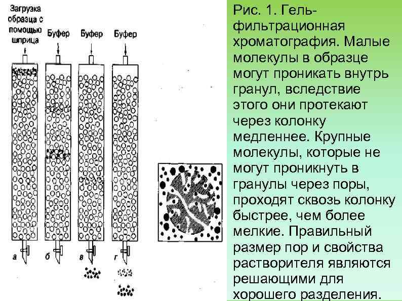 Рис. 1. Гель фильтрационная хроматография. Малые молекулы в образце могут проникать внутрь гранул, вследствие