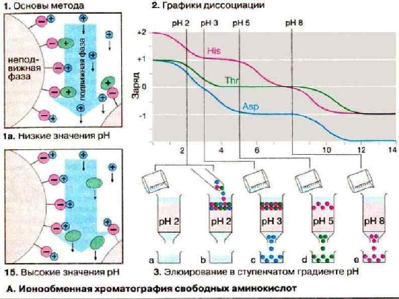 Ионообменная хроматография схема