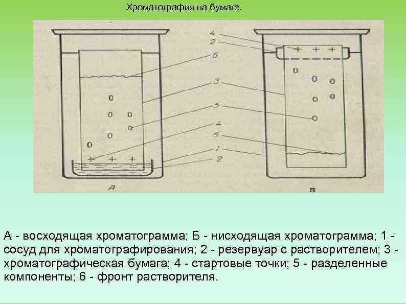 Тонкослойная хроматография схема