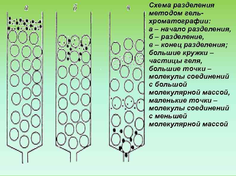 Схема разделения методом гель- хроматографии: а – начало разделения, б – разделение, в –