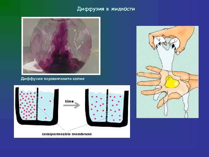    Диффузия в жидкости Диффузия перманганата калия 