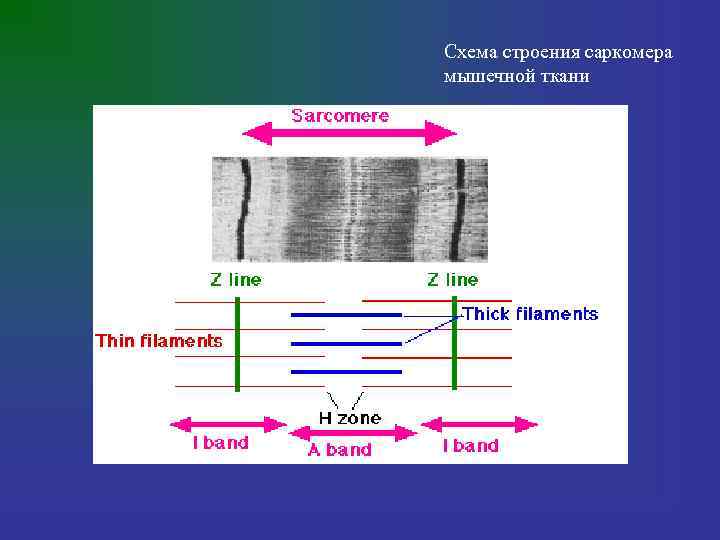 Схема строения саркомера мышечной ткани 