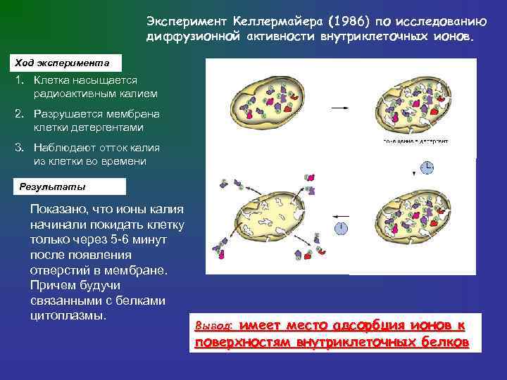      Эксперимент Келлермайера (1986) по исследованию    диффузионной