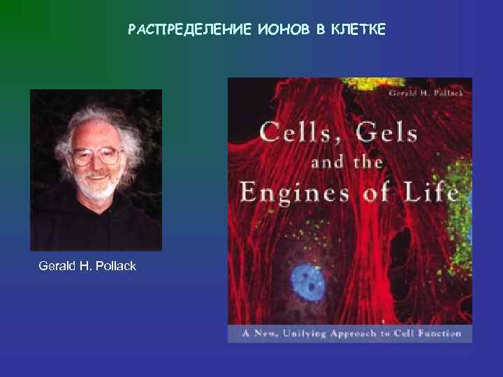     РАСПРЕДЕЛЕНИЕ ИОНОВ В КЛЕТКЕ Gerald H. Pollack 