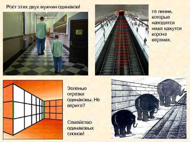 Рост этих двух мужчин одинаков!    те линии,    