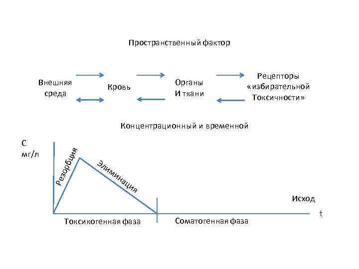       Пространственный фактор     Рецепторы 