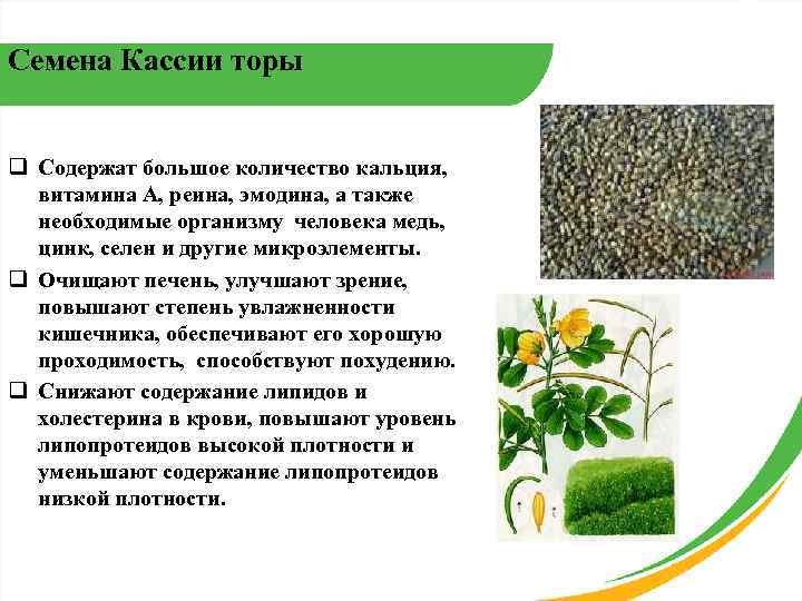 Семена Кассии торы  q Содержат большое количество кальция,  витамина А, реина, эмодина,