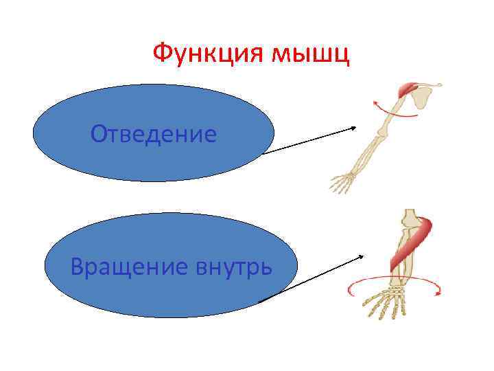   Функция мышц  •   Отведение Вращение внутрь 