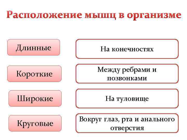 Расположение мышц в организме  Длинные   На конечностях    Между